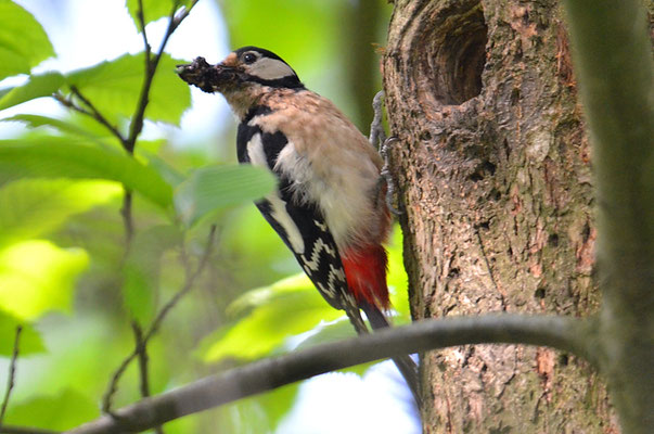 BUNTSPECHT, GREAT SPOTTED WOODPECKER, DENDROCOPOS MAJOR