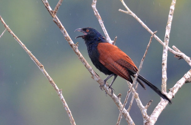 HECKENKUCKUCK, GREATER COUCAL, CENTROPUS SINENSIS