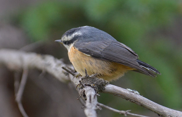 KANADAKLEIBER, RED-BREASTED NUTHATCH, SITTA CAROLINENSIS