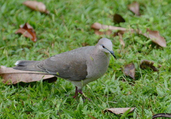 BLAURINGTAUBE, WHITE-TIPPED DOVE, LEPTOTILA VERREAUXI