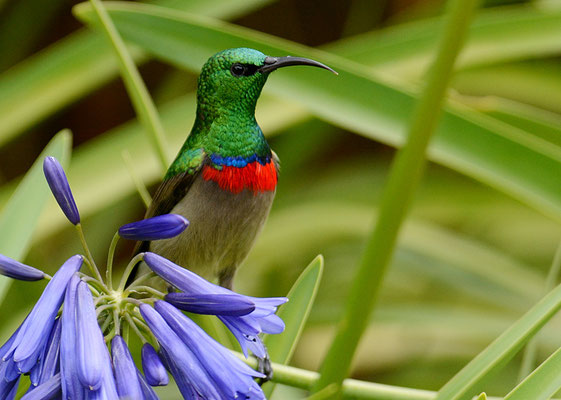 BLAUBANDNEKTARVOGEL, SOUTHERN DOUBLE-COLLARED SUNBIRD, CINNYRIS CHALYBEUS