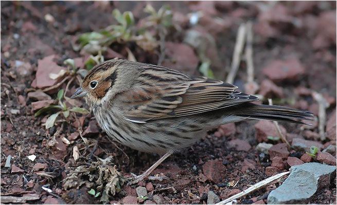 ZWERGAMMER, LITTLE BUNTING, EMBERIZA PULSILLA