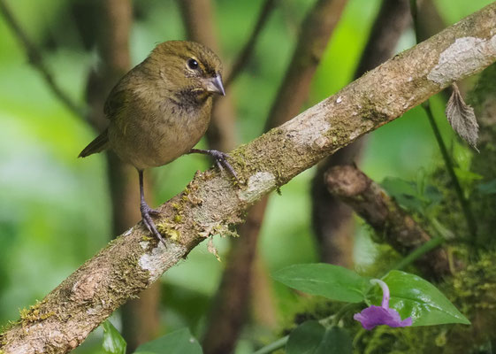  GROSSER KUBAFINK, YELLOW-FACED GRASSQUIT, TIARIS OLIVACEUS