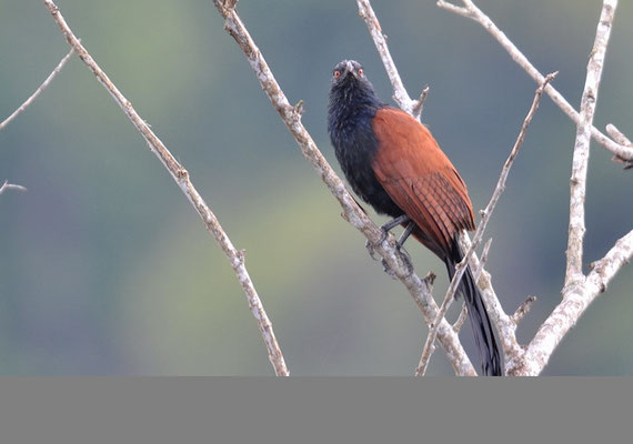 HECKENKUCKUCK, GREATER COUCAL, CENTROPUS SINENSIS
