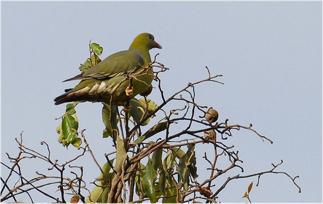 ROTNASEN-GRÜNTAUBE, AFRICAN GREEN PIGEON, TRERON CALVA