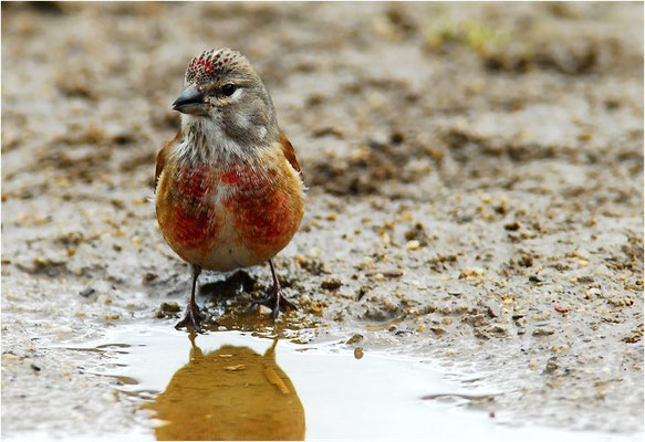 HÄNFLING, LINNET, CARDUELIS CANNABINA