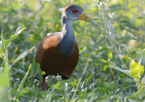 CAYENNERALLE, GRAY-NECKED WOOD-RAIL, ARAMIDES CAJANEA