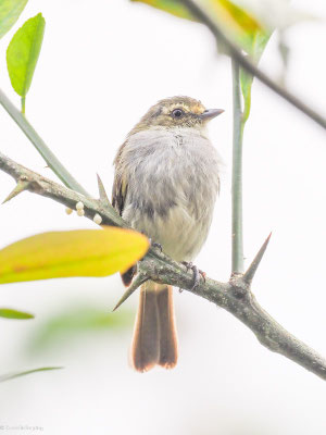 Choco-Kleintyrann, Choco tyrannulet - zimmerius albigularis