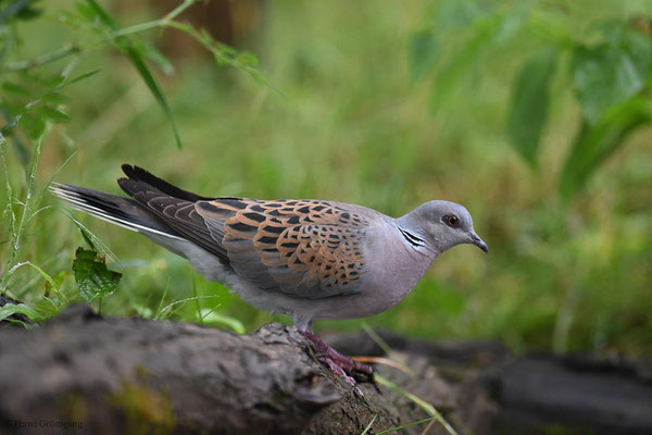 TURTELTAUBE, TURTLE DOVE, STREPTOPELIA TURTUR