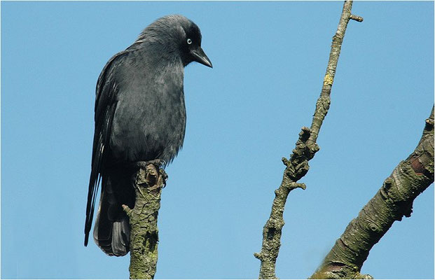DOHLE, JACKDAW, CORVUS MONEDULA 