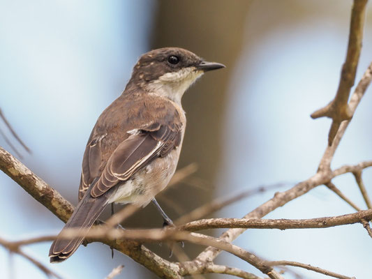 Würgerschnäpper, fiscal flycatcher, sigelus silens