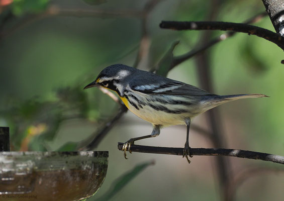 GOLDKEHLWALDSÄNGER, YELLOW-THROATED WARBLER, SETOPHAGA DOMINICA