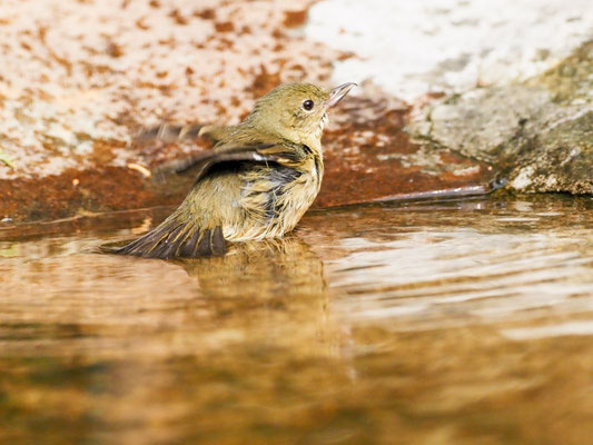 Rostbauch-Hakenschnabel, Rusty Flowerpiercer - Diglossa sittoides