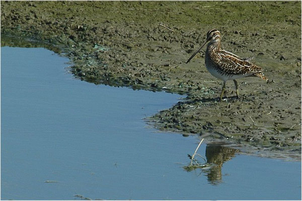 BEKASSINE, COMMON SNIPE, GALLINAGO GALLINAGO