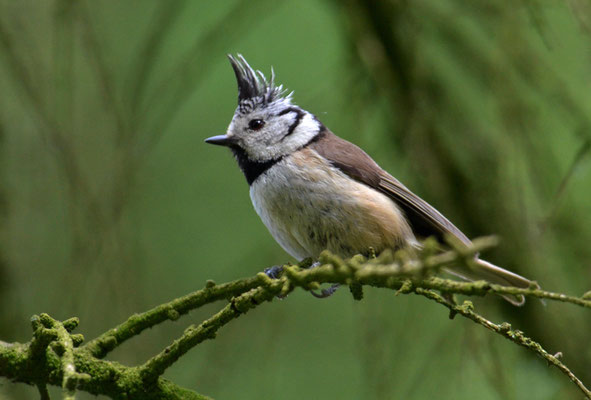 HAUBENMEISE, CRESTED TIT, LOPHOPHANES CRISTATUS