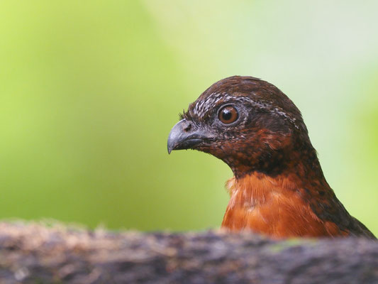 Rotstirnwachtel, Rufous-breasted Wood-Quail, Odontophorus speciosus
