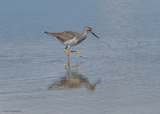 KLEINER GELBSCHENKEL, LESSER YELLOWLEGS, TRINGA FLAVIPES