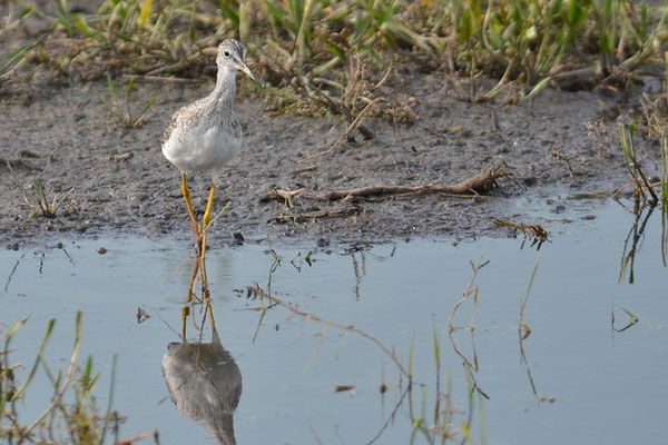 GROSSER GELBSCHENKEL, GREATER YELLOWLEGS, TRINGA MELANOLEUCA