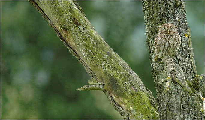 STEINKAUZ, LITTLE OWL , ATHENE NOCTUA