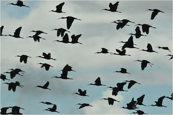 BRAUNER SICHLER, GLOSSY IBIS, PLEGADIS FALCINELLUS