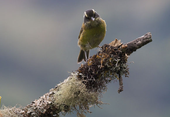 WEISSBRAUEN-BUSCHTANGARE, SOOTY-CAPPED BUSH-TANAGER, CHLOROSPINGUS PILEATUS
