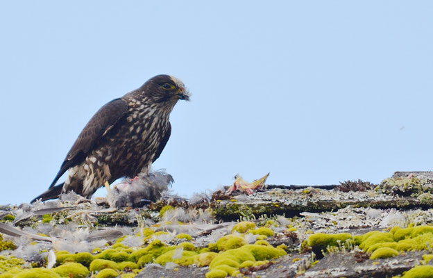 WANDERFALKE, PEREGRINE FALCON, FALCO PEREGRINUS
