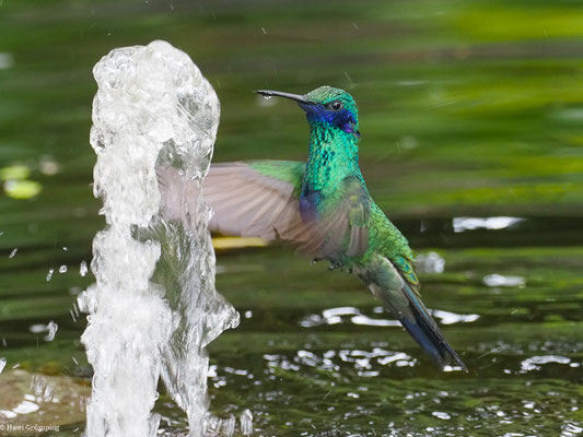 GROSSER VEILCHENOHRKOLIBRI, SPARKLING VIOLETEAR  -C OLIBRI CORUSCAN