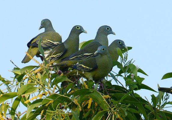 GRAUMASKENTAUBE, GREY-CHEEKED GREEN PIGEON, TRERON GRISEICAUDA