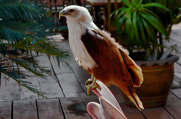 BRAHMINENWEIH, BRAHMINY KITE, HALIASTUR INDUS