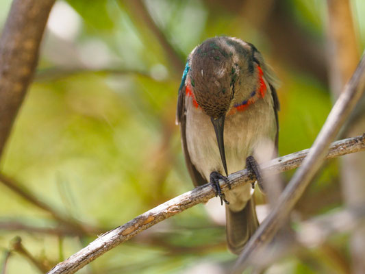 BLAUBANDNEKTARVOGEL, SOUTHERN DOUBLE-COLLARED SUNBIRD, CINNYRIS CHALYBEUS