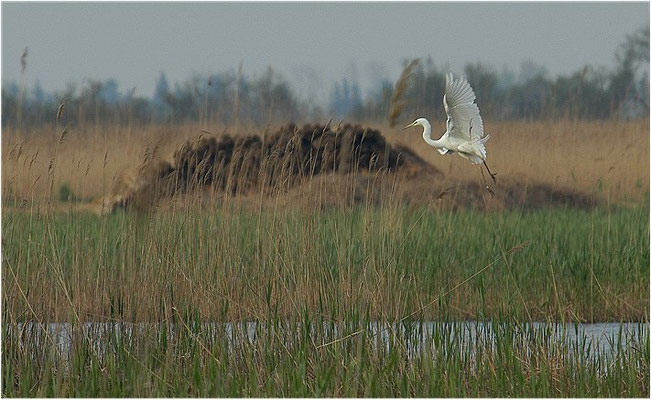 SILBERREIHER, GREAT EGRET, EGRETTA ALBA