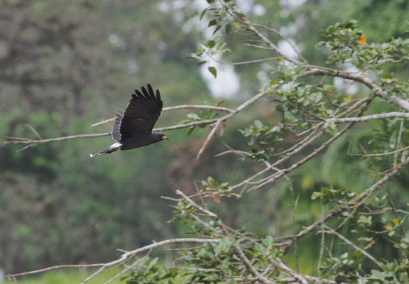 SCHNECKENWEIH, SNAIL KITE, ROSTRHAMUS SOCIABILIS