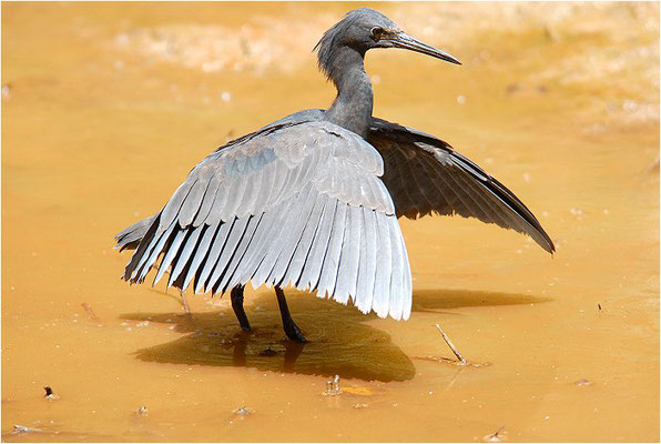 GLOCKENREIHER, BLACK EGRET, EGRETTA ARDESIACA 