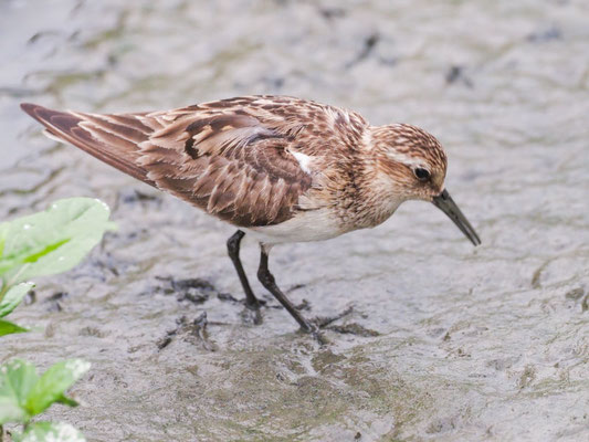 Baird´s Strandläufer, Baird´s Sandpiper - Calidris Bairdii