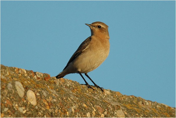 STEINSCHMÄTZER, WHEATEAR, OENANTHE OENANTHE