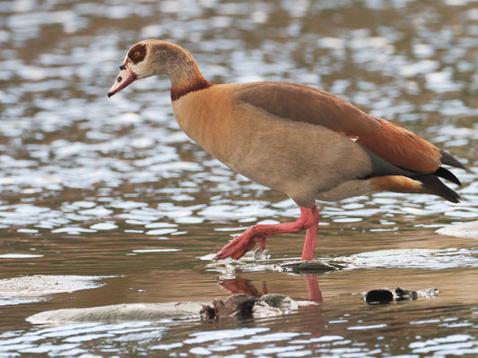Nilgans, egyptian goose - Alopochen aegyptiaca