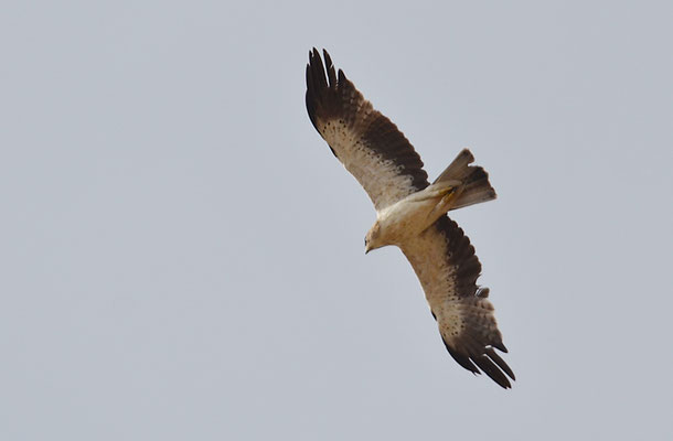 ZWERGADLER, BOOTED EAGLE, AQUILA PENNATA