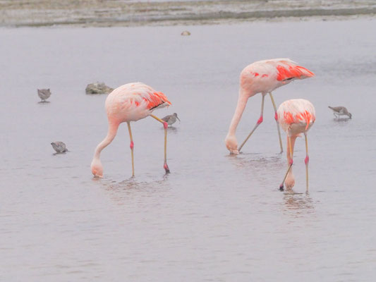 Chile-Flamingo, Chilean Flamingo - Phoenicopterus chilensis