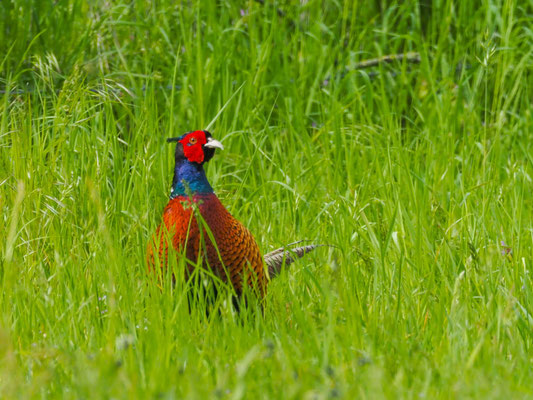 FASAN, COMMON PHEASANT, PHASIANUS COLCHICUS