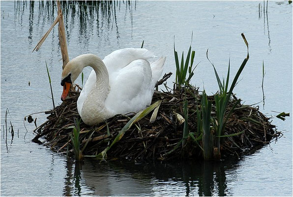 HÖCKERSCHWAN, MUTE SWAN, CYGNUS OLOR