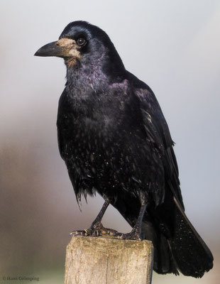 SAATKRÄHE, ROOK, CORVUS FRUGILEGUS