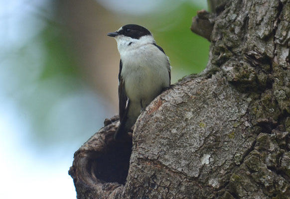 HALSBANDSCHNÄPPER, COLLARED FLYCATCHER, FICEDULA ALBICOLLIS