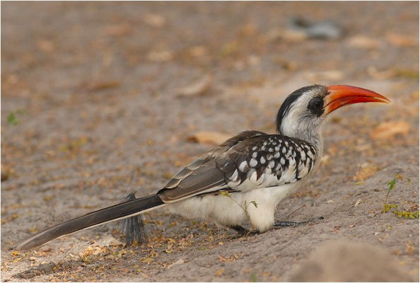 ROTSCHNABELTOKO, RED-BILLED HORNBILL, TOCKUS ERYTHRORHYNCHUS