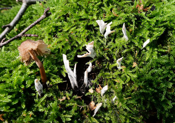 Geweihförmige Holzkeule - Xylaria hypoxylon