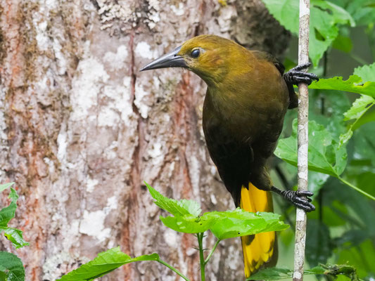 BREITHAUBEN-STIRNVOGEL, RUSSET-BACKED OROPENDOLA - PSAROCOLIUS ANGUSTIFRONS