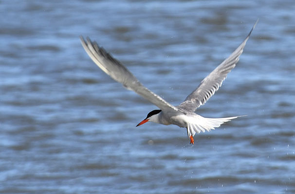 FLUSSSEESCHWALBE, COMMON TERN, STERNA HIRUNDO