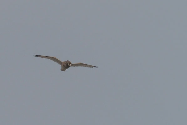 SUMPFOHREULE, SHORT-EARED OWL, ASIO FLAMMEUS