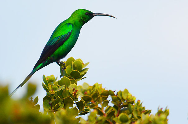 MALACHITNEKTARVOGEL, MALACHITE SUNBIRD, NECTARINIA FAMOSA