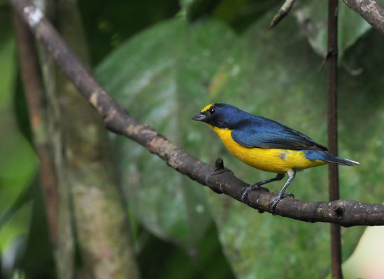 SCHWALBENORGANIST, YELLOW-THROATED EUPHONIA, EUPHONIA HIRUNDINACEA
