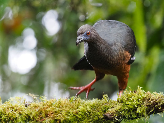 SICHELGUAN, SICKLE-WINGED GUAN - CHAMAEPETES GOUDOTII